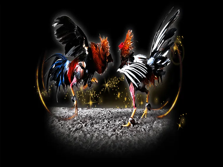 Bí Kíp Cách Chơi Đá Gà Sabong Tại 988Bet Chuyên Nghiệp Nhất Năm Nay 1 Bí Kíp Cách Chơi Đá Gà Sabong Tại 988Bet Chuyên Nghiệp Nhất Năm Nay